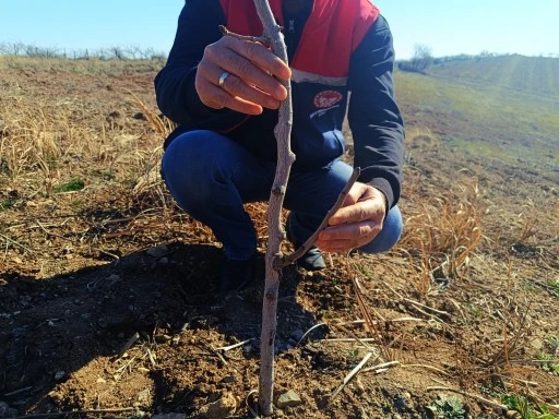 Siirt Fıstığı Arazi Kontrolleri Hız Kesmeden Devam Ediyor
