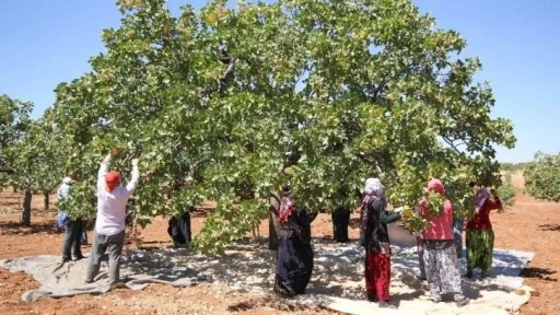 Siirt Fıstığı Ekonomiyi Yeşertiyor