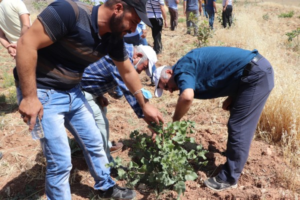 Siirt fıstığı yetiştiriciliği ve aşılama eğitimleri başladı