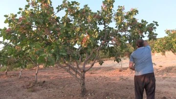 Siirt Fıstığında Aşırı Sıcaklar Rekolteyi Düşürdü