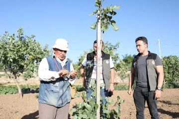 Siirt Fıstığında Döllenme ve Boş Meyve Sorunu &quot;Erkek Aşı Kalemi Dağıtım Projesi&quot; ile Çözüme Kavuşuyor