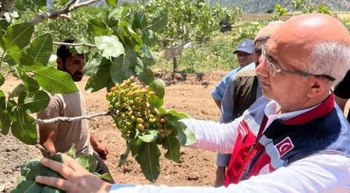 Siirt Fıstığında Verim Artışı İ&ccedil;in &Uuml;reticilere Eğitim Verildi