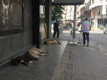 Siirt Güres'te sokak köpekleri cirit atıyor