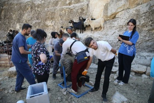 Siirt küçükbaşta Türkiye’nin zirvesinde