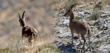 Siirt Pervari kırsalında dağ keçileri görüntülendi