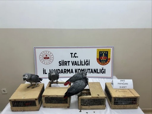 Siirt&rsquo;te 480 Bin TL Değerinde 8 Jako Papağan Ele Ge&ccedil;irildi