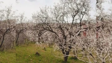 Siirt'te Badem Ağaçları Çiçek Açtı