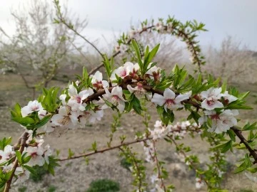 Siirt'te badem ağaçları çiçek açtı