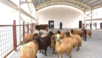 Siirt’te Canlı Hayvan Pazarı Kapandı, Kasaplar Vali Kızılkaya’nın Konuya El Atmasını İstiyor