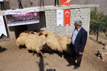 Siirt'te çiftçilere koyun dağıtıldı