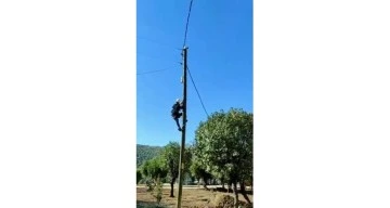 Siirt'te elektrik direğinde mahsur kalan kedi kurtarıldı