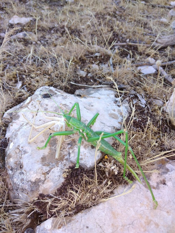 Siirt'te et yiyen çekirge görüldü