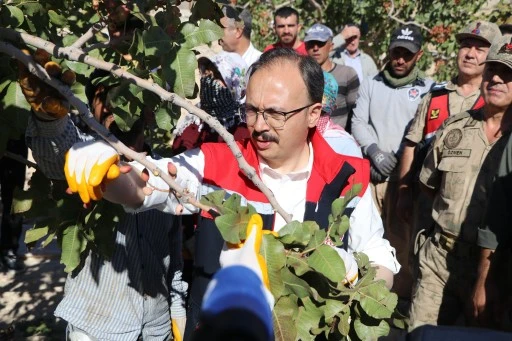 Siirt’te Fıstık Hasadı Coşkusu: Bereketli Hasat Festivali Gerçekleşti!