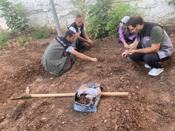 Siirt'te İlk Defa Gıda Amaçlı Salep Üretimi İçin Deneme Alanı Kuruldu