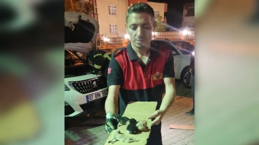 Siirt&rsquo;te Kaputun Altından 8 Yavru Kedi &Ccedil;ıktı: Anne Kedi Aracın İ&ccedil;inde Doğum Yaptı