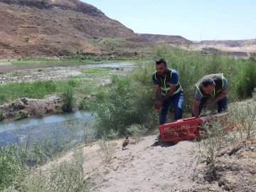 Siirt'te kene avcısı bin 60 sülün doğaya salındı