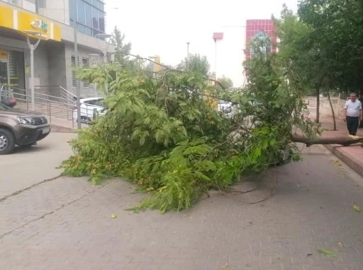 Siirt’te Şiddetli Rüzgar Ağacı Kırdı