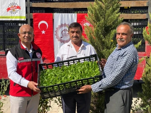 Siirt&rsquo;te Tarım Arazileri Ekonomiye Kazandırılıyor: Marul ve Karnabahar Projesi Başladı