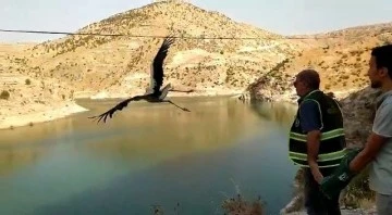 Siirt'te tedavi edilen leylek doğaya salındı