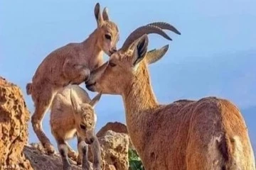 Siirt'te yaban keçileri görüntülendi