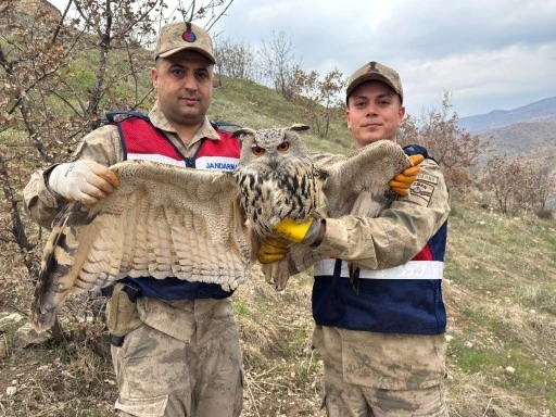 Siirt&rsquo;te Yaralı Bulunan Nesli Tehlikedeki Baykuş Koruma Altına Alındı