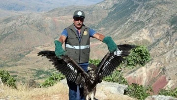 Siirt'te Yaralı Kaya Kartalı 3 Günlük Tedavi Sonrası Doğaya Kavuştu