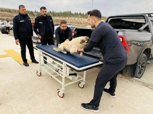 Siirt’te Yaralı Sokak Hayvanlarına Zabıta Desteği
