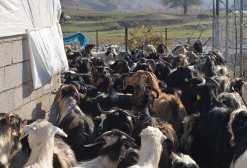 Siirt'te yetiştiriciye küçükbaş hayvan dağıtımı yapıldı