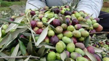Siirt'te zeytin üretimi yaygınlaşıyor