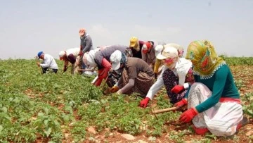 Siirt'ten batıya mevsimlik tarım işçilerinin zorlu göçü başladı