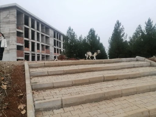 Siirt Üniversitesi'nde Köpek Saldırısı: Öğrenciler Kuduz Aşısı Olmak Zorunda Kaldı