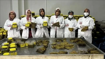 Siirtli Kadın Girişimcilerden Büyük Başarı: Salamura Yapraklar İlk Kez Avustralya Yolunda!