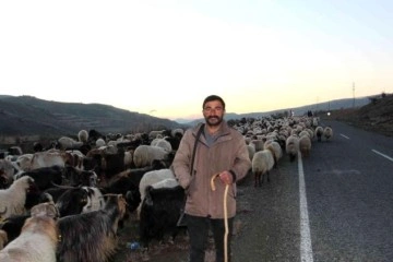Siirt'te 10 bin liraya çoban aranıyor!