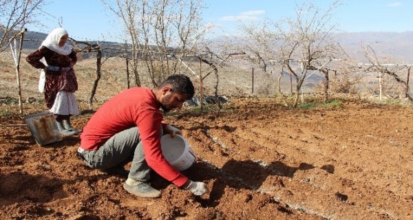 Siirt'te çiftçinin 'Soğan' mesaisi başladı