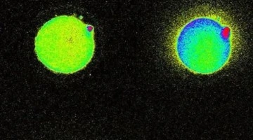 Spermle yumurtanın birleştiği anda çıkan ışık ilk kez görüntülendi