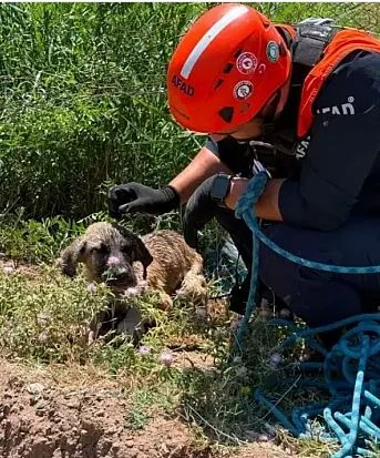 Su Kuyusunda Mahsur Kalan K&ouml;pek Kurtarıldı