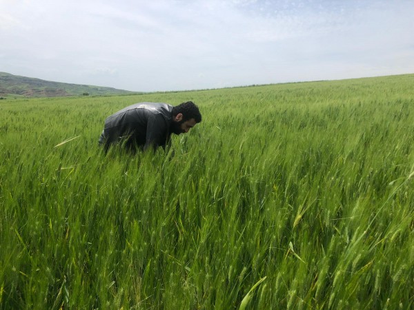 Süne ile mücadele çalışması devam ediyor