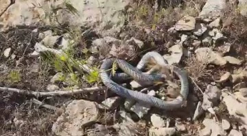 Tarlalarda ortaya çıkan yılanlar tedirgin ediyor