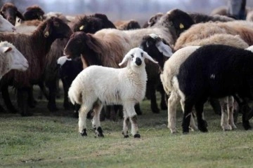 Tokat'ta 80 bininci koyun dağıtıldı