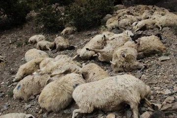 Uçurumdan atlayan 93 koyun telef oldu