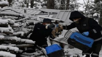 Uludağ&#039;da yavru köpekler donmaktan kurtarıldı