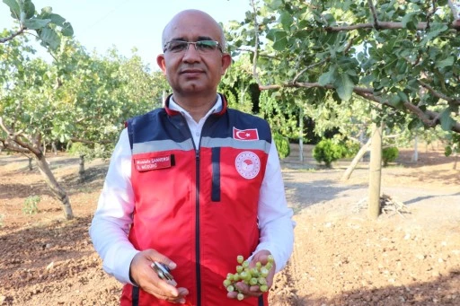 Yağışlar Siirt Fıstığına Yaradı: Y&uuml;ksek Rekolte Bekleniyor