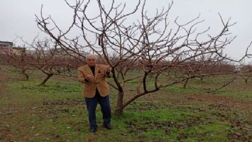 Yağmur Siirt fıstığının geleceğini kurtardı