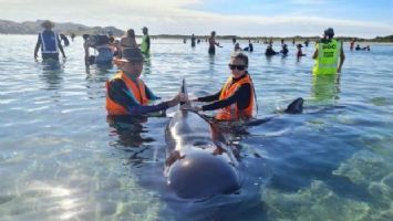 Yeni Zelanda&#039;da kıyıya vuran 15 balina öldü!