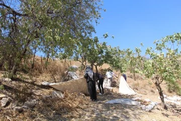 ‘Yeşil altın' da hasat başladı